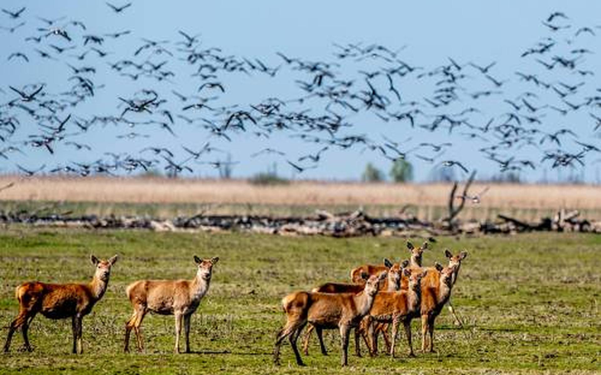 Afschot edelherten Oostvaardersplassen weer in PS en voor Raad van State