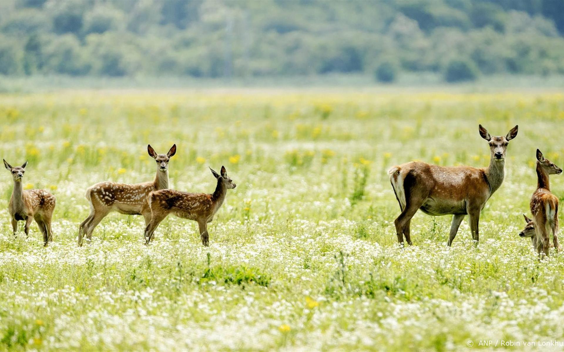 Opnieuw overschot aan grote grazers in Oostvaardersplassen