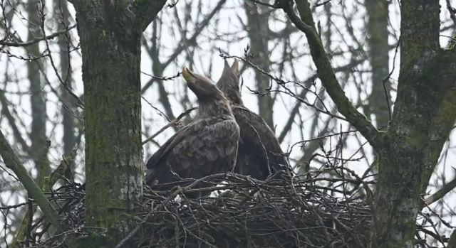 Koppel zeearenden nestelt voor tweede jaar op rij in Hollandse Hout
