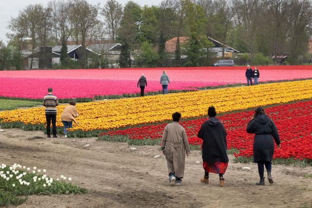 Kleurenexplosie in buitengebied markeert tijd van Tulpenroute Flevoland