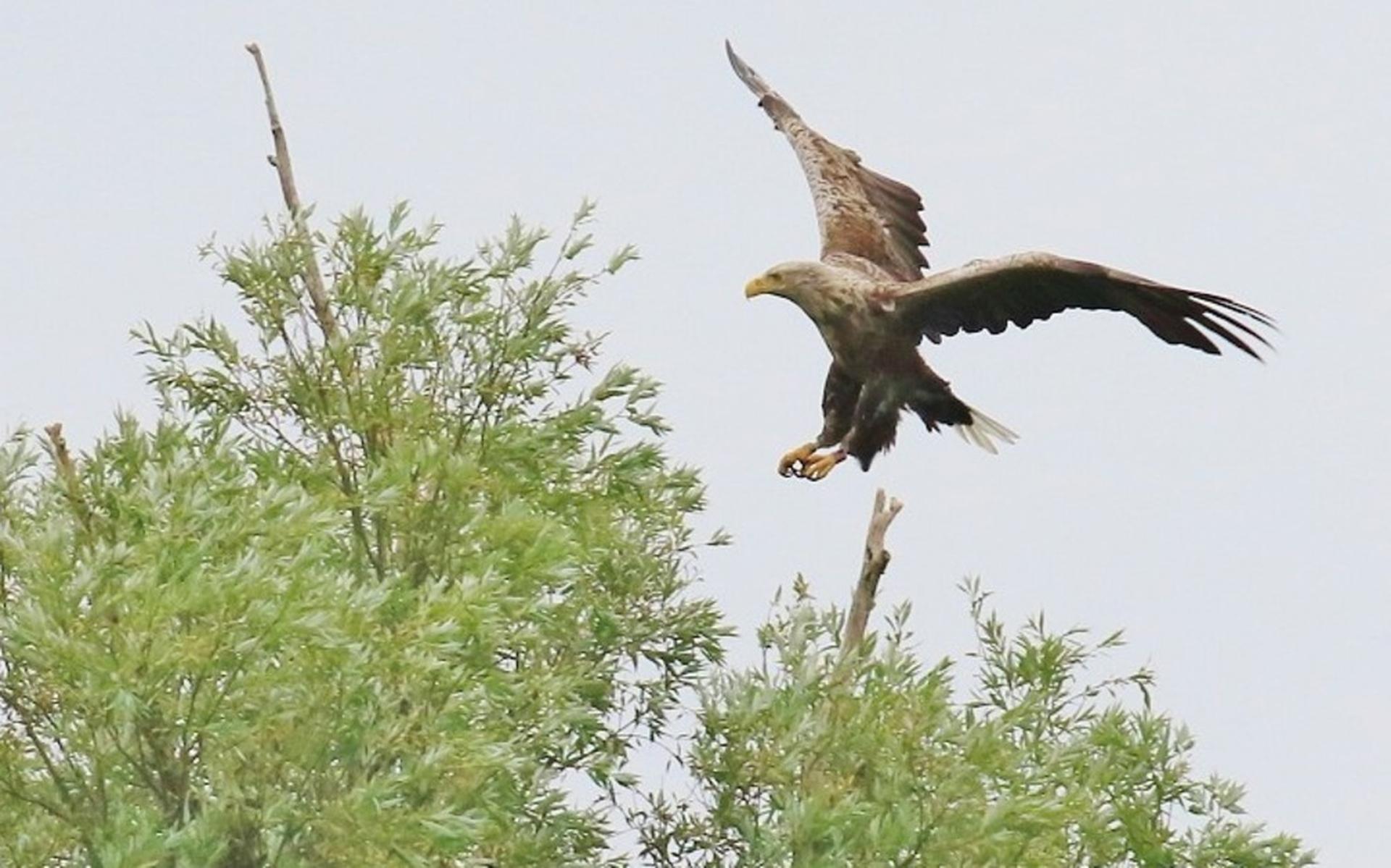 Oog in oog met een zeearend - Flevopost