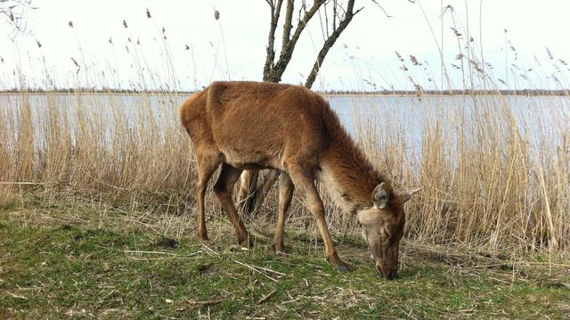 Flevoland mag van rechter edelherten in Oostvaardersplassen doden