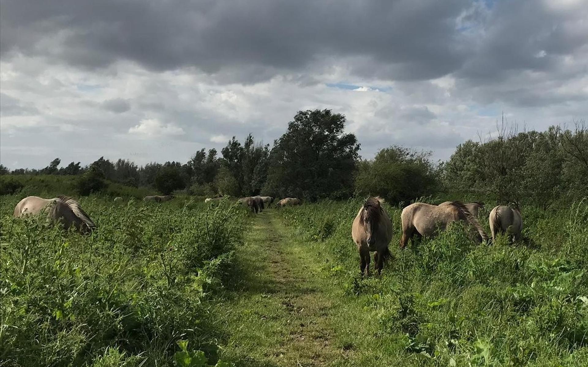Overheid moet konikpaarden uit Oostvaardersveld houden om plant
