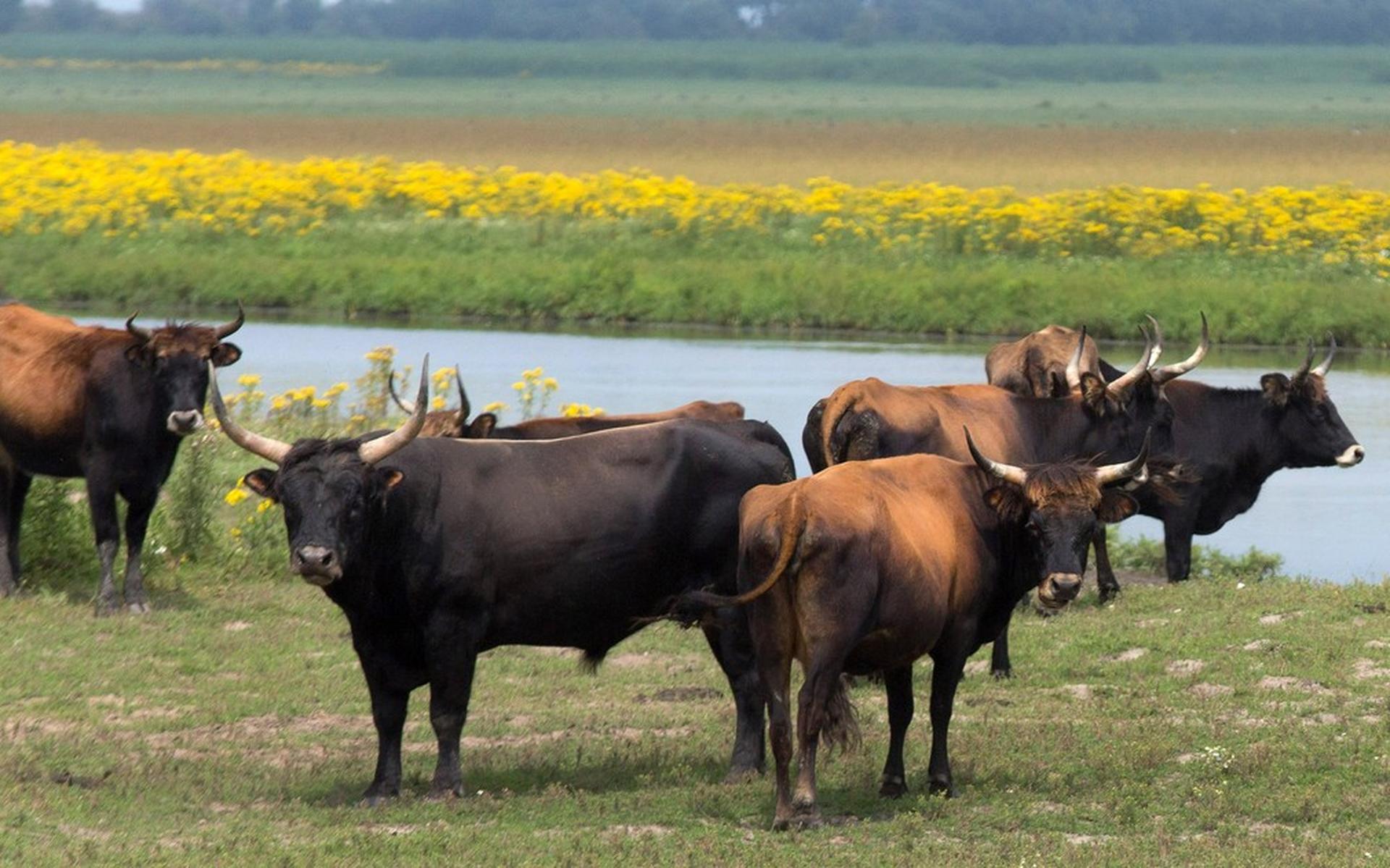 Wintersluiting delen Oostvaardersplassen