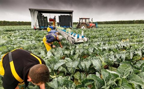 Arbeidsmigranten aan het werk in de polder.