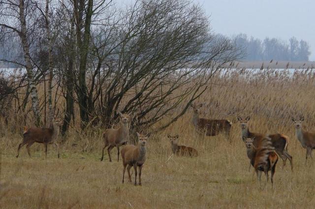 Afschot edelherten in Oostvaardersplassen voorlopig verboden
