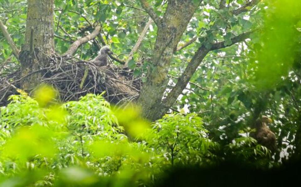 Tjibbe Hunink, boswachter ecologie, zag woensdag het pluizige kopje van een jonge zeearend boven het nest uitsteken. 