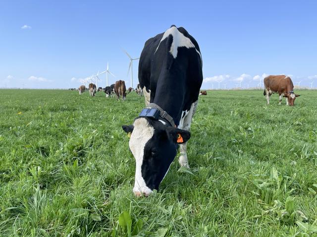 Aeres Farms start met draadloos beweiden biologisch melkvee