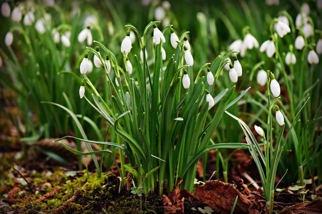 Gratis tuinschetsen trekken veel belangstelling in Lelystad