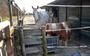 Dorpsbelangen Swifterbant vindt dat de paardenweides niet goed liggen in het met woningbouw uit te breiden gebied.