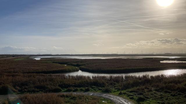 Vernatting deel Oostvaardersplassen mag doorgaan