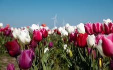 De bloei van de tulpen ging dit jaar, door de hogere temperaturen, wat sneller dan verwacht