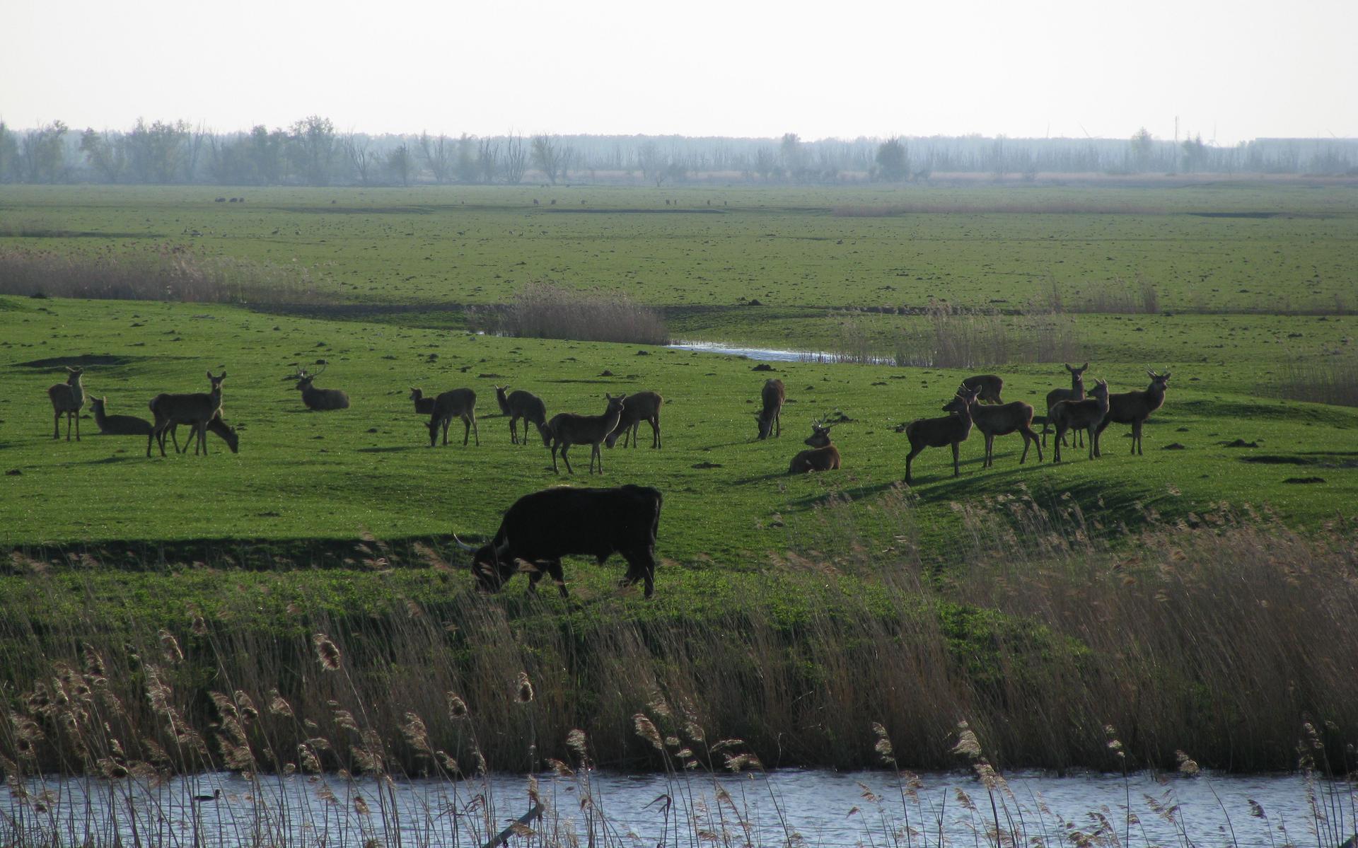 GroenLinks wil Oostvaardersplassen en Veluwe met elkaar verbinden