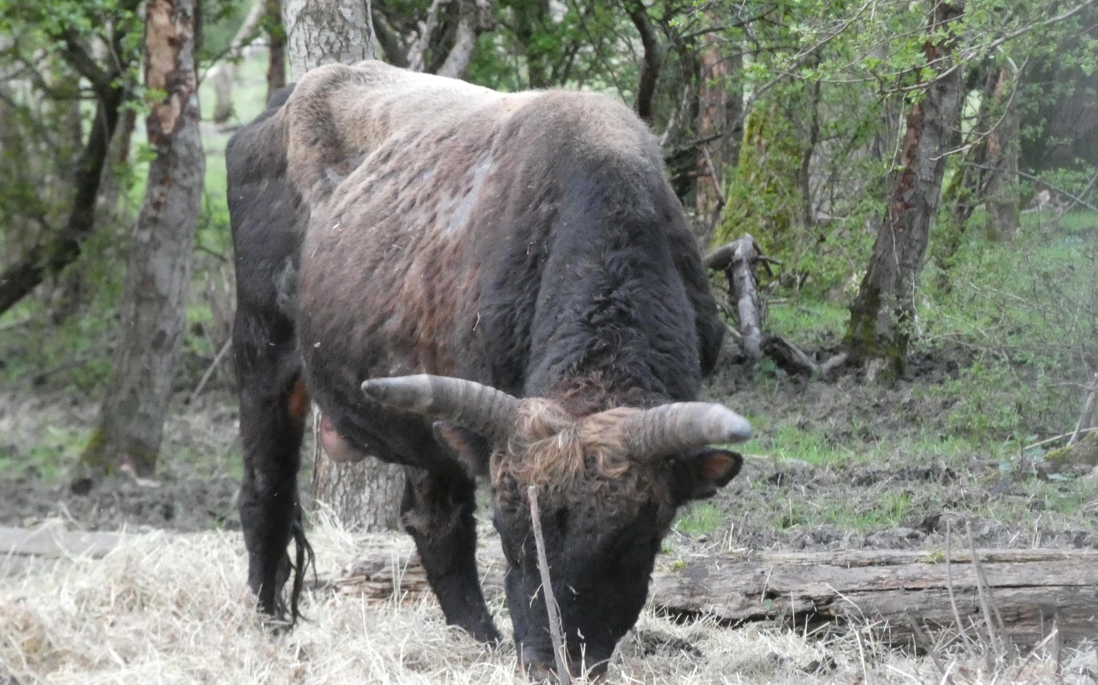 Staatsbosbeheer vindt voeracties voor grote grazers in Oostvaardersplassen ongewenst: 'Wij voeren ze