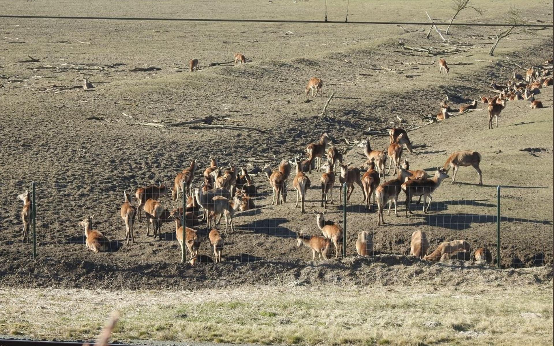 Staatsbosbeheer gaat 1.700 grote grazers afschieten in Oostvaardersplassen