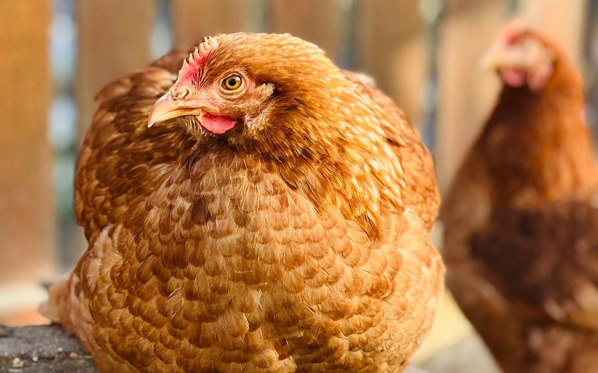 Er zijn op de boerderij kippen, koeien, geiten, ezels, vogels, cavia’s en konijnen.