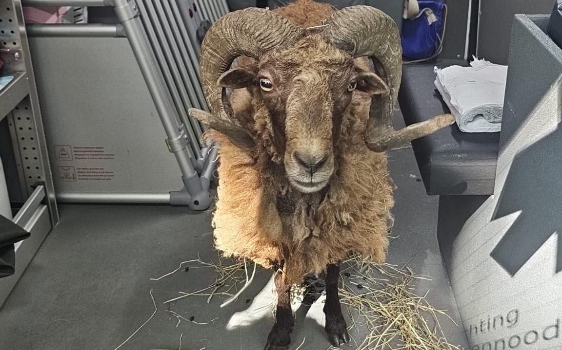 Minischaap gedumpt in Oostvaardersplassen