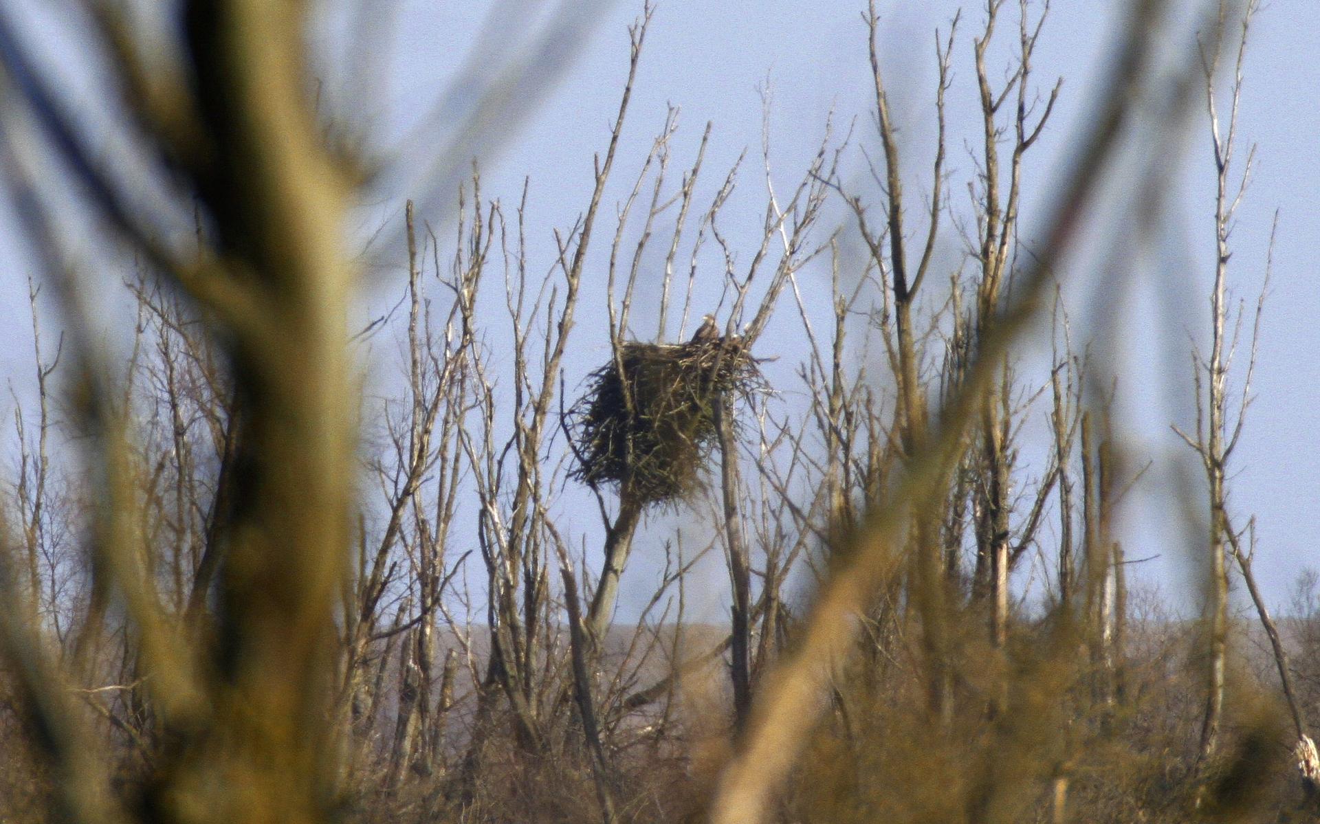 Lees hier hoe 'onze huismus' vanuit de Oostvaardersplassen heel Nederland veroverde