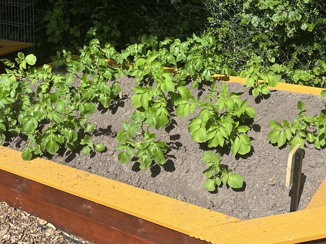 Open dagen in Ruiltuin Lelystad: ontdek waar groente en fruit vandaan komen