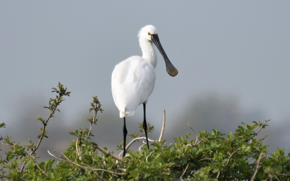 Het vogelonderzoek in Nationaal Park Nieuw Land wordt uitgevoerd in opdracht van Natuurmonumenten. 