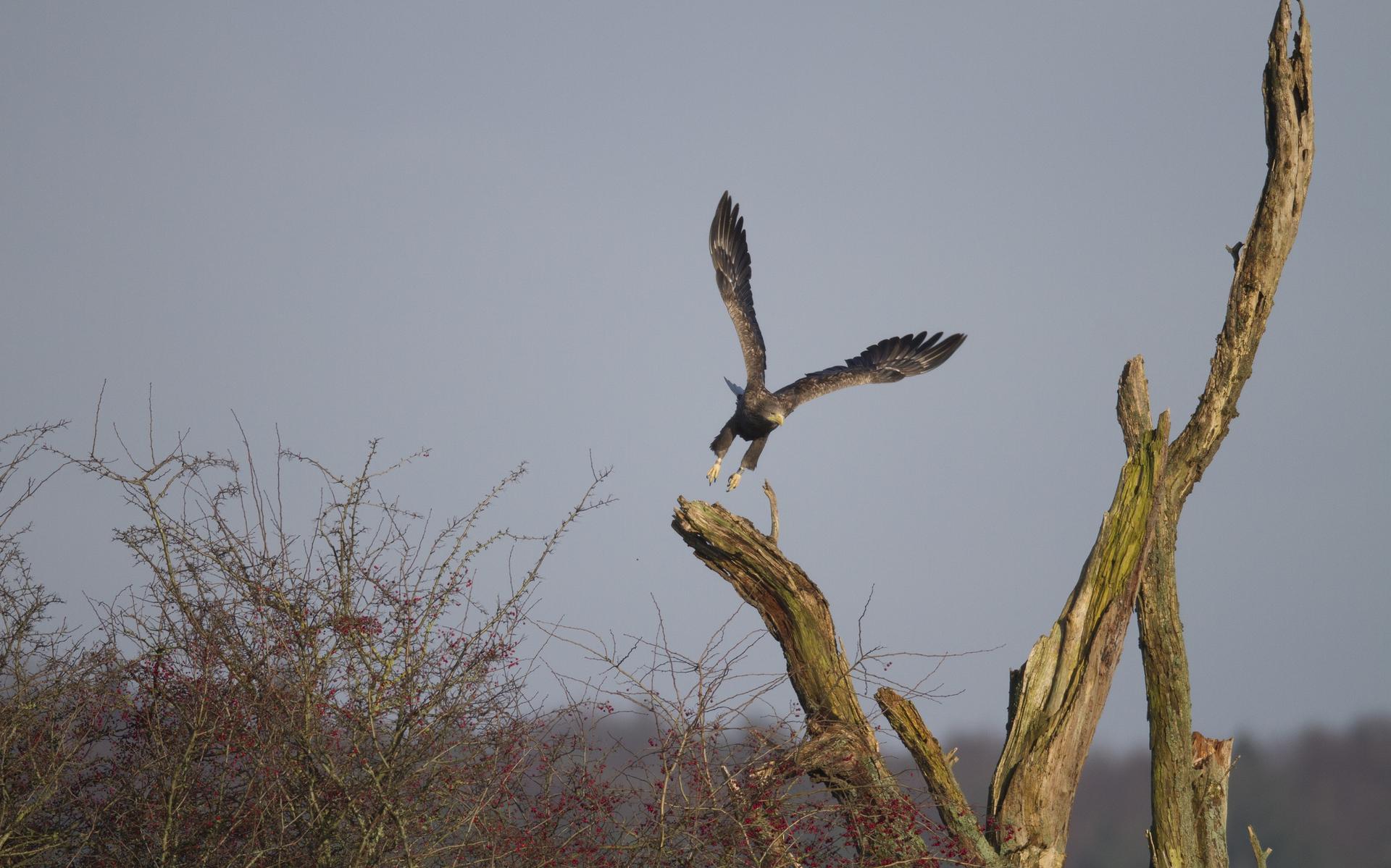 Eerste zeearendpaar ooit bouwt nest in Voorsterbos; deel van bos afgesloten voor publiek - flevopost