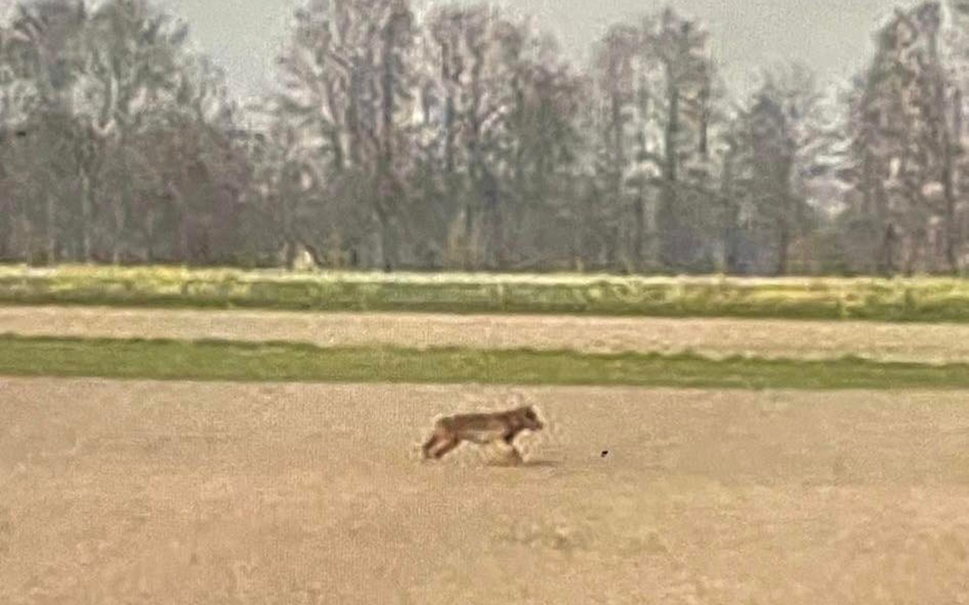Struint er een wolf rond in de omgeving van het Kuinderbos?